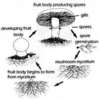 What are Mushrooms? – Alberta Mycological Society