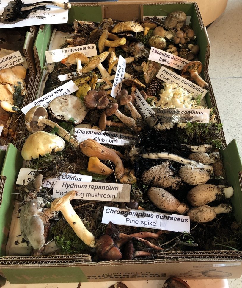 For the Beakerhead event, a display of seasonal wild Edible Mushrooms